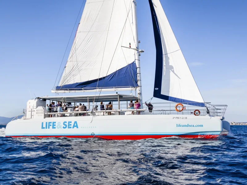 WeSea-Boats-Catamaran-67e42c6bef320.webp
